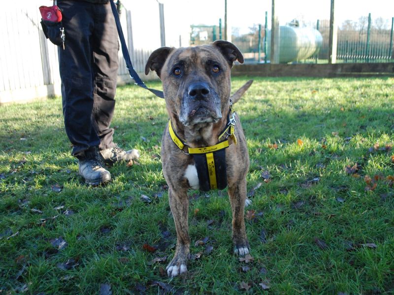 Staffordshire Bull Terrier for adoption in Newbury, Berks – 6 years old - Image 2 of 6