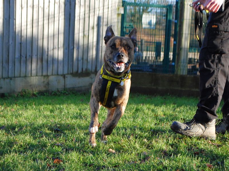 Staffordshire Bull Terrier for adoption in Newbury, Berks – 6 years old - Image 6 of 6