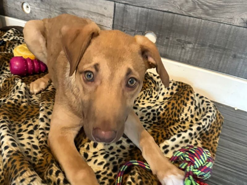 Greyhound for adoption in West Calder, West Lothian – 1 year old - Image 3 of 3