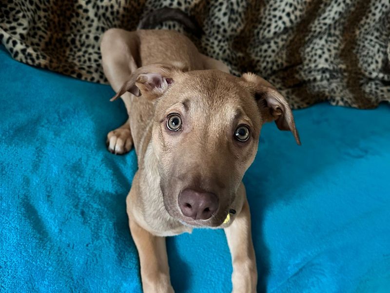 Greyhound for adoption in West Calder, West Lothian – 1 year old - Image 1 of 3