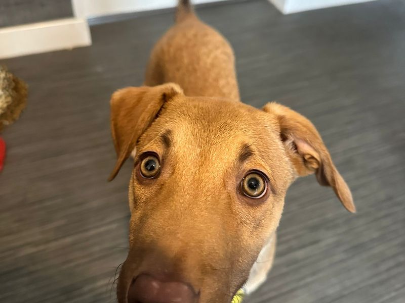 Greyhound for adoption in West Calder, West Lothian – 1 year old - Image 2 of 3