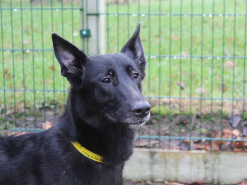German Shepherd for adoption in Sadberge, Co Durham – 4 years old - Image 4 of 4