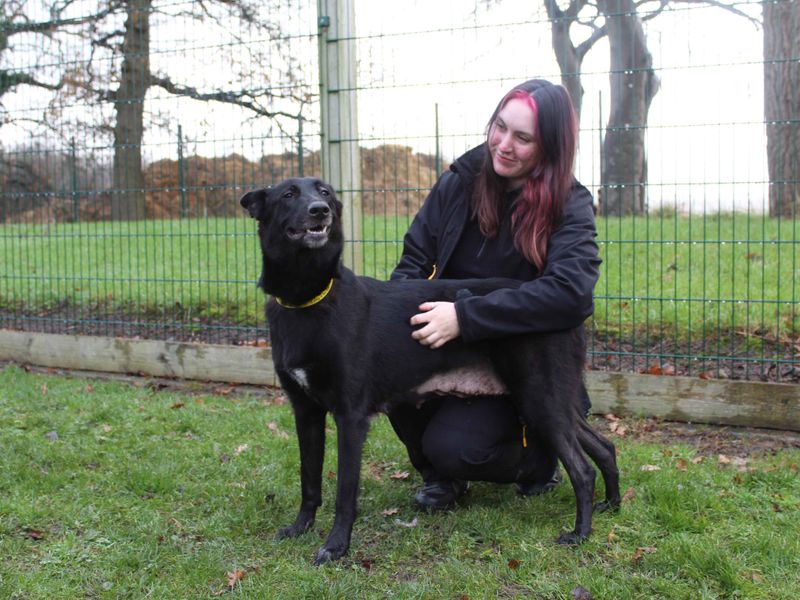German Shepherd for adoption in Sadberge, Co Durham – 4 years old - Image 3 of 4
