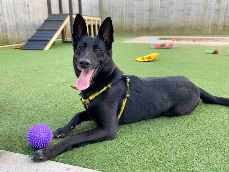 Shadow | German Shepherd Dog | Darlington - 1
