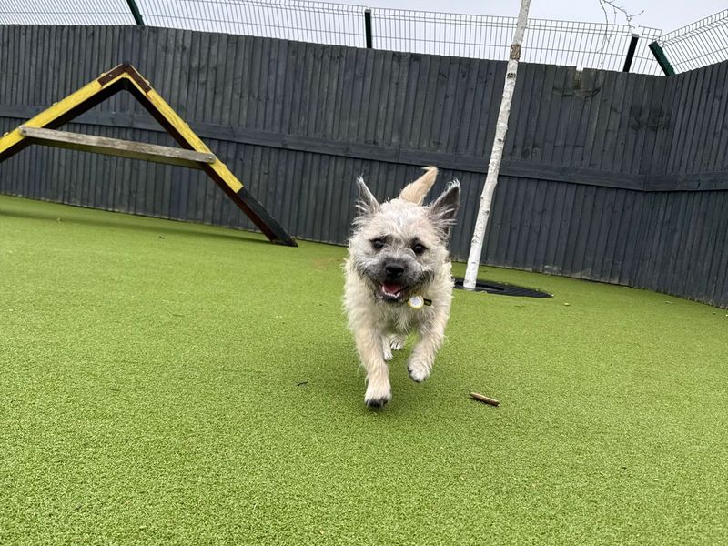 Ernie for sale in Shoreham by Sea, West Sussex | Image 2
