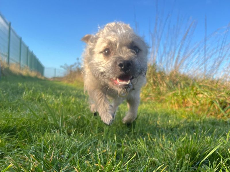 Ernie for sale in Shoreham by Sea, West Sussex | Image 3