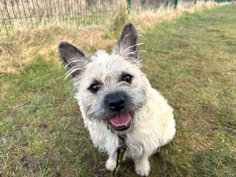 Ernie | French Bulldog Cross | Shoreham (Sussex) - 1