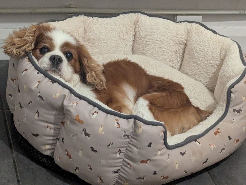 Cavalier King Charles Spaniel for adoption in Ballymena, Co Antrim – 12 years old - Image 3 of 3
