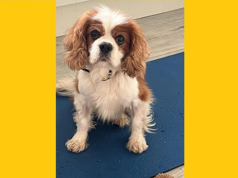 Cavalier King Charles Spaniel for adoption in Ballymena, Co Antrim – 12 years old