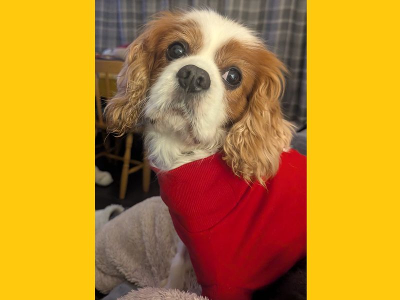 Cavalier King Charles Spaniel for adoption in Ballymena, Co Antrim – 12 years old - Image 2 of 3