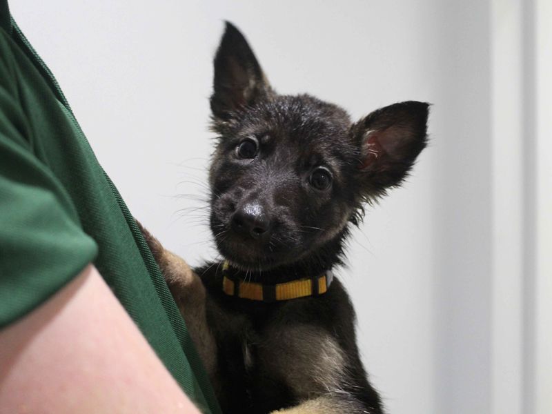 German Shepherd for adoption in Sadberge, Durham – 1 year old - Image 2 of 2