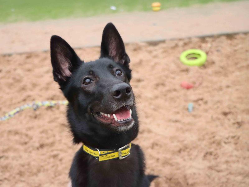 Coco | German Shepherd Dog Cross | Darlington - 1