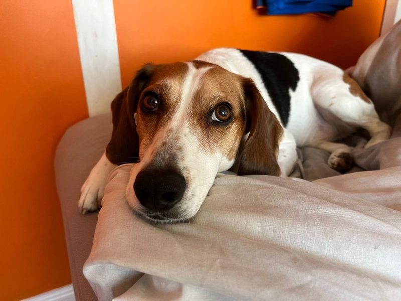 Beagle for adoption in Wymeswold, Leicestershire – 4 years old - Image 3 of 3