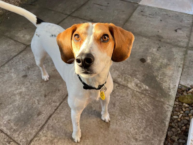 Beagle for adoption in Wymeswold, Leicestershire – 4 years old - Image 2 of 3