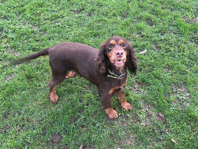 Cocker Spaniel for adoption in Chestfield, Kent – 5 years old - Image 2 of 3