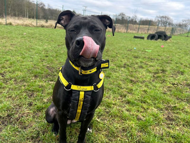 Cane Corso for adoption in West Calder, West Lothian – 2 years old - Image 3 of 3