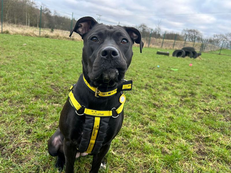 Cane Corso for adoption in West Calder, West Lothian – 2 years old