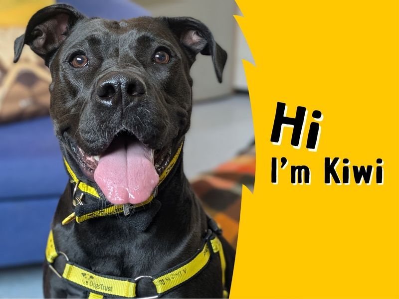Kiwi | Crossbreed | West Calder (Edinburgh) - 1