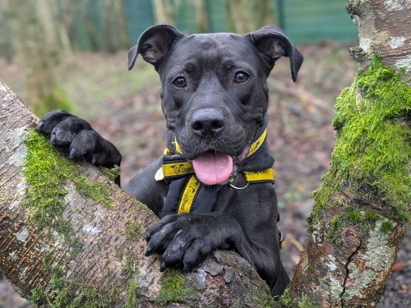 Kiwi, a 4 years old female Unknown available for adoption from Dogs Trust in West Calder, Scotland