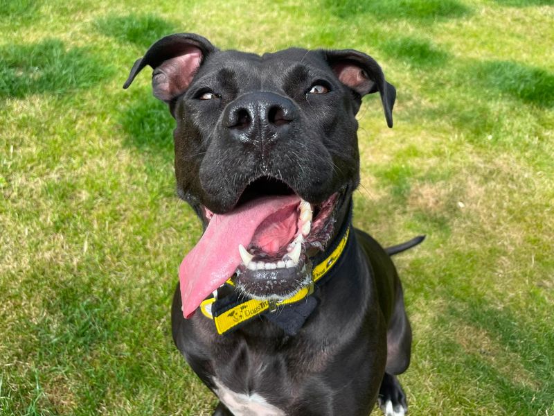 Kiwi | Crossbreed | West Calder (Edinburgh) - 12