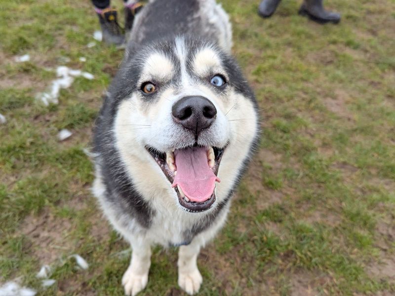 Loki for sale in Uxbridge, London