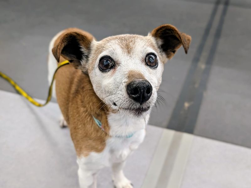 Jack Russell Terrier for adoption in Cardiff / Caerdydd, South Glamorgan – 15 years old - Image 3 of 3