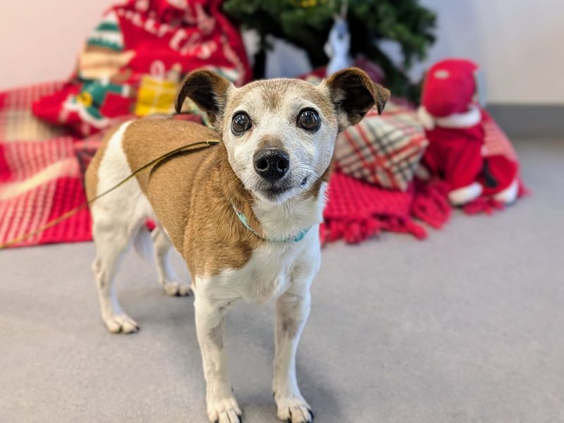 Jack Russell Terrier for adoption in Cardiff / Caerdydd, South Glamorgan – 15 years old - Image 2 of 3