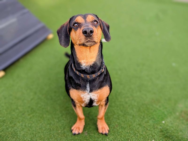 Bertie for sale in Cardiff, Glamorgan | Image 2