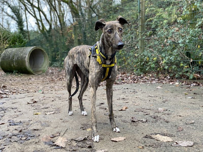 Greyhound for adoption in Ilfracombe, North Devon – 3 years old - Image 1 of 3