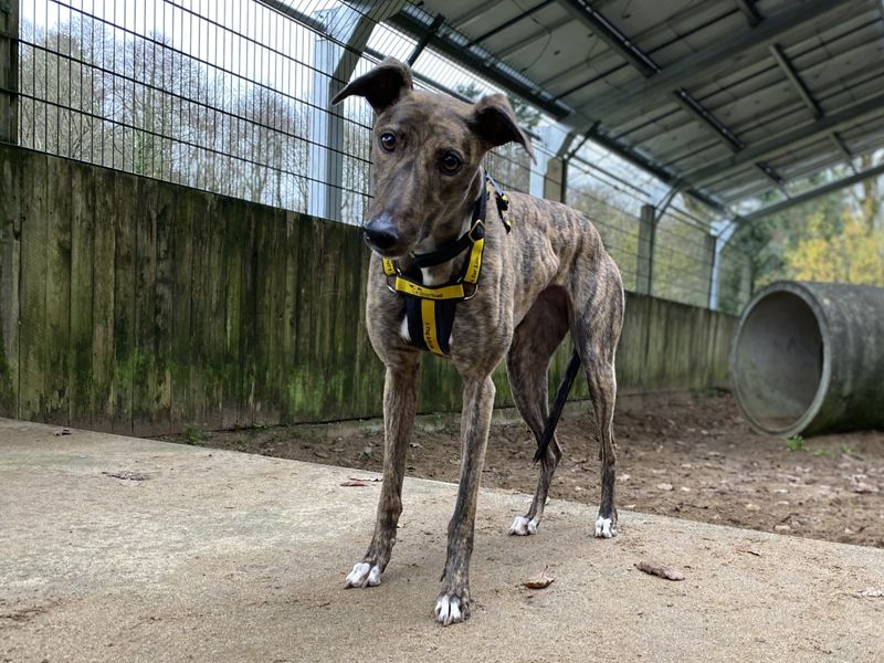 Greyhound for adoption in Ilfracombe, North Devon – 3 years old - Image 3 of 3