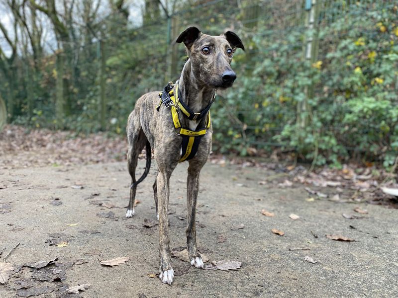 Greyhound for adoption in Ilfracombe, North Devon – 3 years old - Image 2 of 3