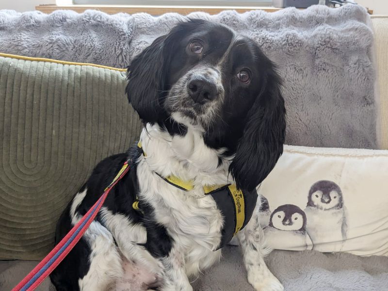 Springer Spaniel for adoption in Leeds, Yorkshire – 6 years old - Image 4 of 5