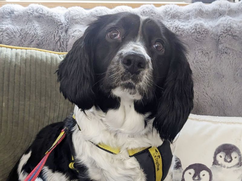 Springer Spaniel for adoption in Leeds, Yorkshire – 6 years old - Image 2 of 5