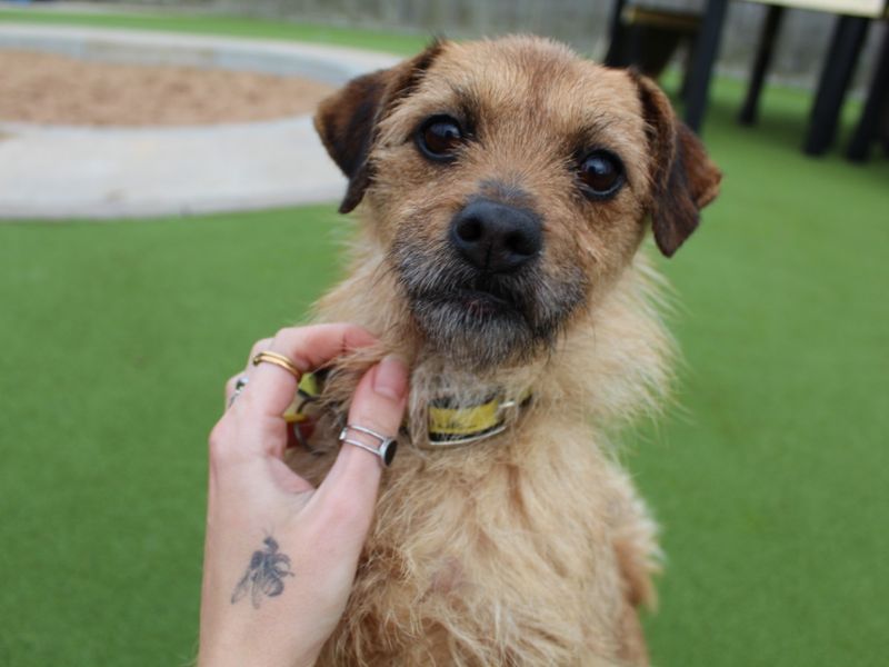 Pug for adoption in Evesham, Worcestershire – 7 years old - Image 2 of 4