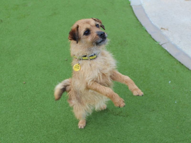 Pug for adoption in Evesham, Worcestershire – 7 years old - Image 4 of 4