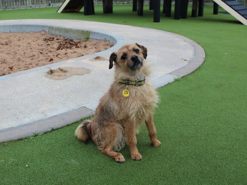 Pug for adoption in Evesham, Worcestershire – 7 years old - Image 1 of 4