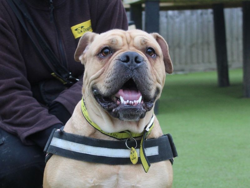 Biscuit for sale in Evesham, Worcestershire