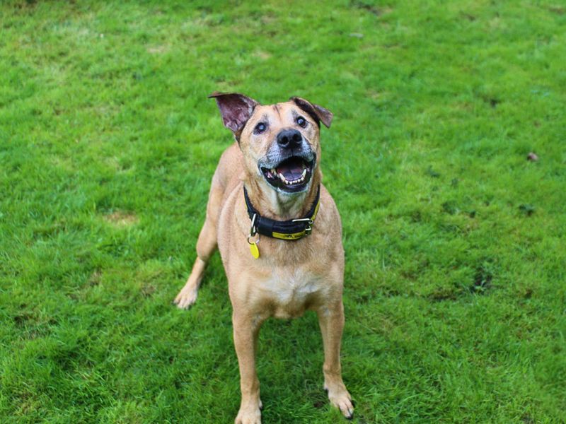 Mimi | Retriever (Labrador) Cross | Manchester - 1