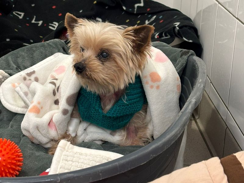 Yorkshire Terrier for adoption in Chestfield, Kent – 15 years old