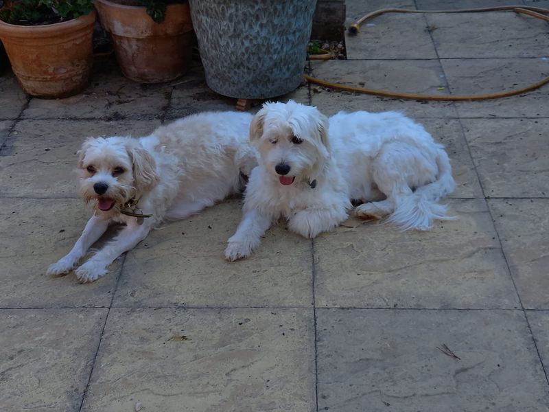 Cavalier King Charles Spaniel for adoption in Newton Tony, Wiltshire – 3 years old