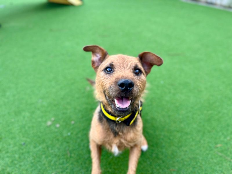 Jack Russell Terrier for adoption in Cardiff, Glamorgan – 5 years old - Image 3 of 4