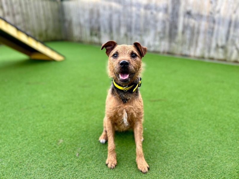 Jack Russell Terrier for adoption in Cardiff, Glamorgan – 5 years old - Image 1 of 4