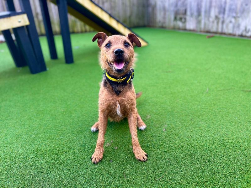 Jack Russell Terrier for adoption in Cardiff, Glamorgan – 5 years old - Image 4 of 4