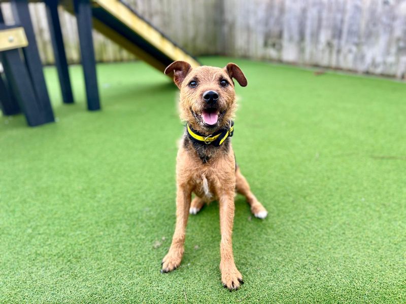 Jack Russell Terrier for adoption in Cardiff, Glamorgan – 5 years old - Image 2 of 4