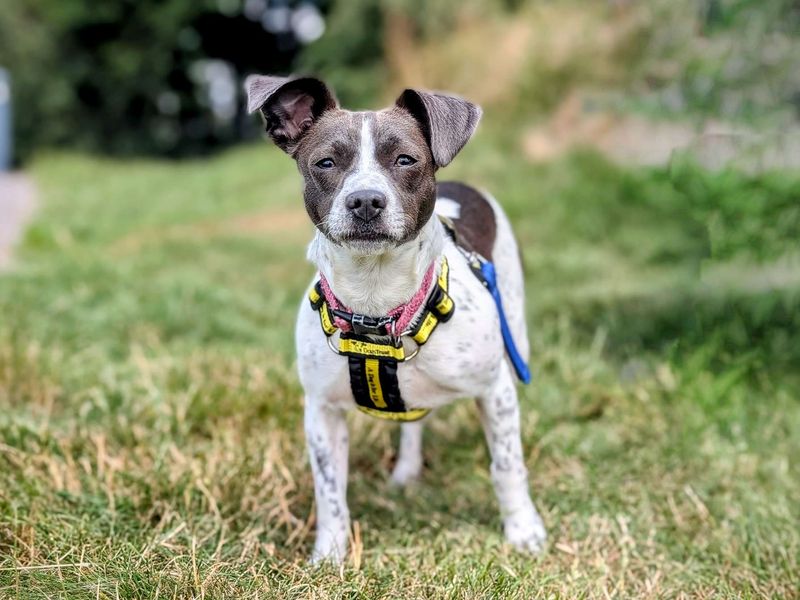 Jack Russell for adoption in Cardiff, Glamorgan – 1 year old