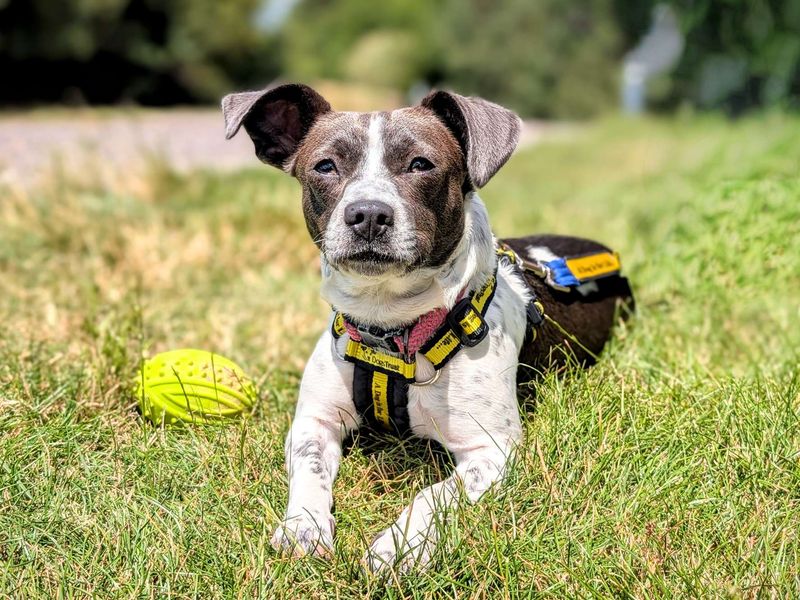 Jack Russell for adoption in Cardiff, Glamorgan – 1 year old - Image 2 of 10