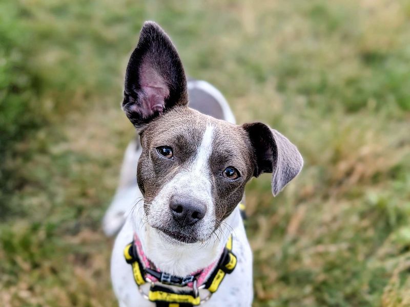 Jack Russell for adoption in Cardiff, Glamorgan – 1 year old - Image 5 of 10