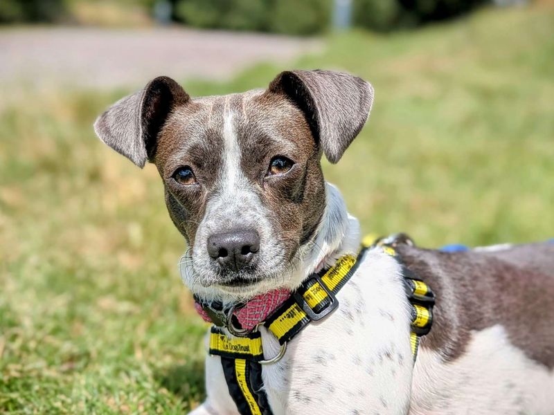 Jack Russell for adoption in Cardiff, Glamorgan – 1 year old - Image 10 of 10