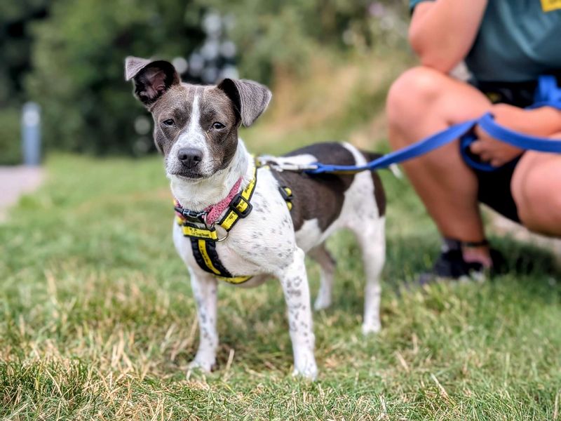 Jack Russell for adoption in Cardiff, Glamorgan – 1 year old - Image 4 of 10