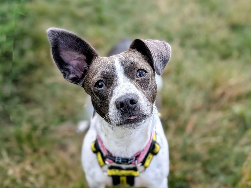 Jack Russell for adoption in Cardiff, Glamorgan – 1 year old - Image 8 of 10